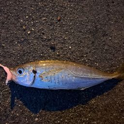 アジ