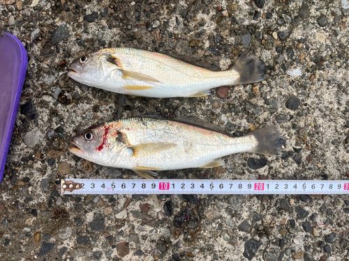 イシモチの釣果