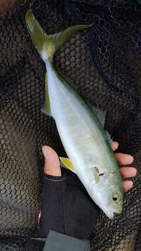 コゾクラの釣果
