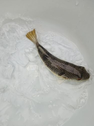 フグの釣果