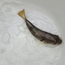 フグ
