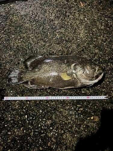 マツダイの釣果