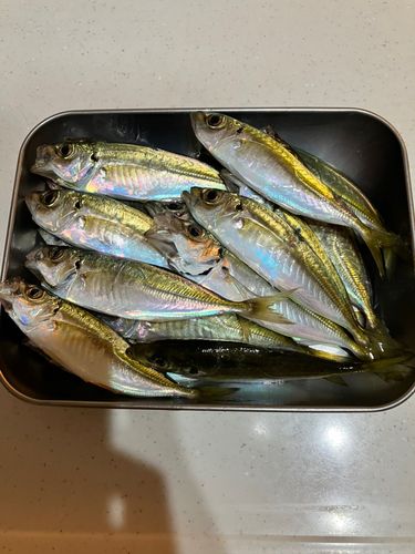 アジの釣果