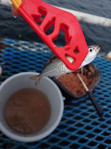 オリジナルメーカー海釣り公園