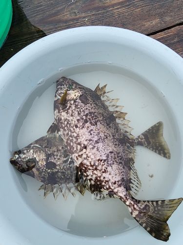 アイゴの釣果