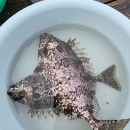 アイゴ