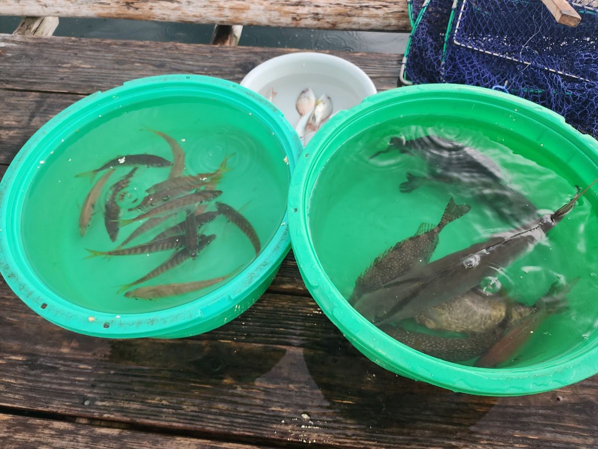 よめちゃんさんの釣果 2枚目の画像