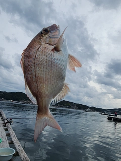チャリコの釣果