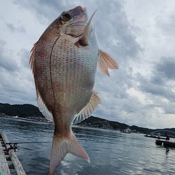 チャリコ