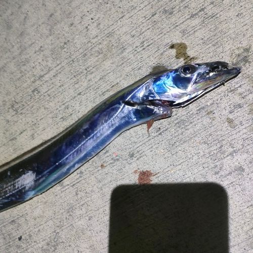 金沢水際線緑地（福浦岸壁）