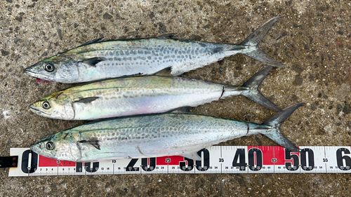 サゴシの釣果