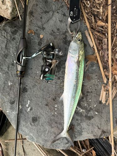 サゴシの釣果