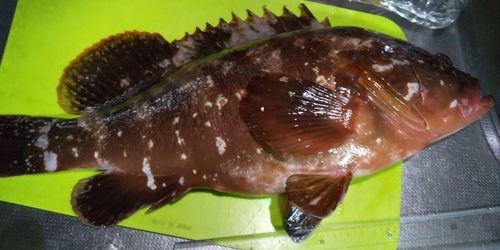 キジハタの釣果