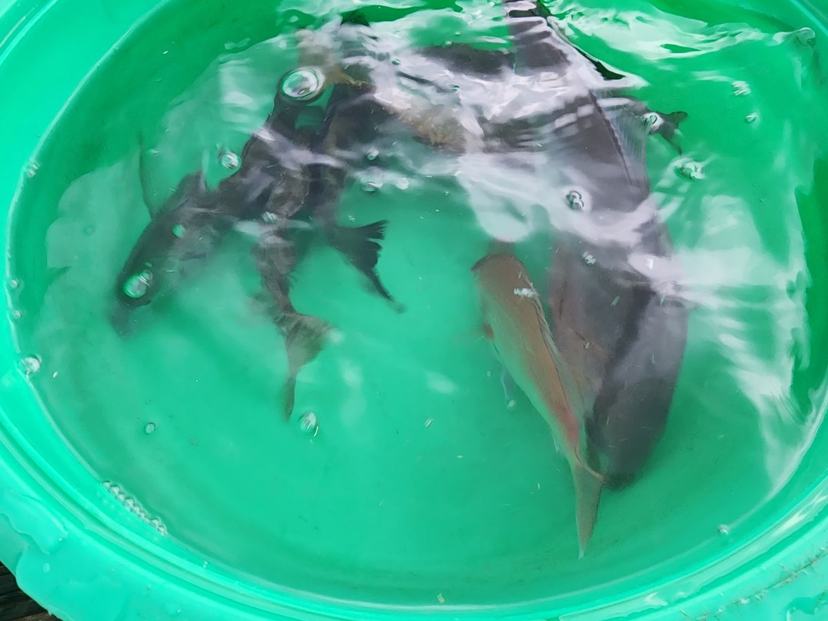 よめちゃんさんの釣果 3枚目の画像