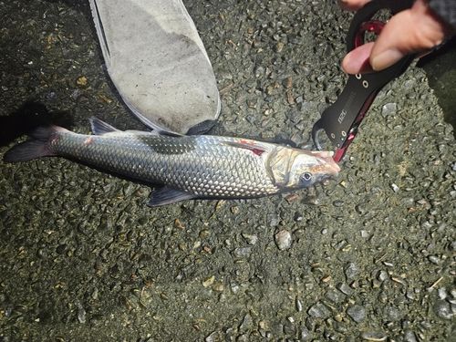 ニゴイの釣果