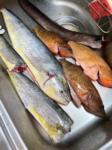 シイラの釣果
