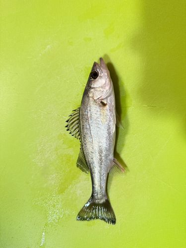 セイゴ（ヒラスズキ）の釣果