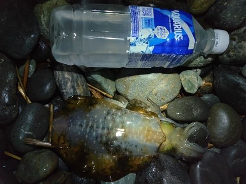 駿河湾