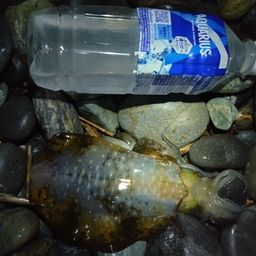 アオリイカ