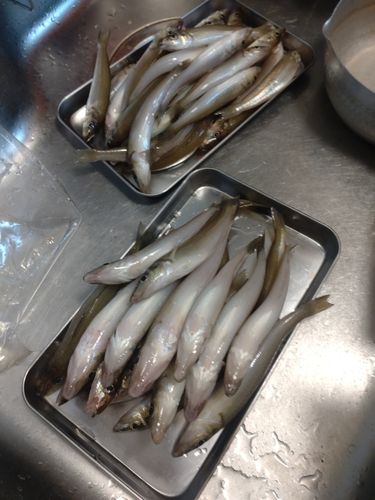 キスの釣果