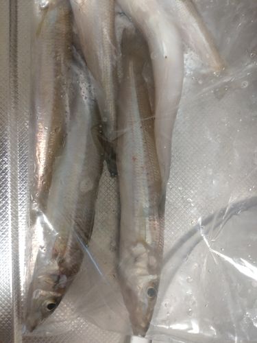 キスの釣果