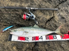 ワラサの釣果