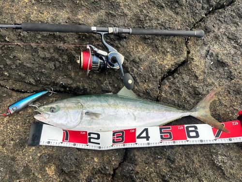 ワラサの釣果