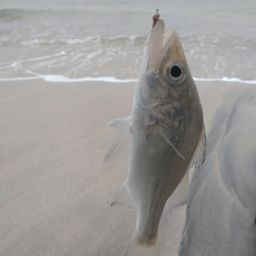 セイゴ（マルスズキ）