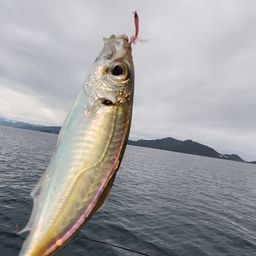 アジ