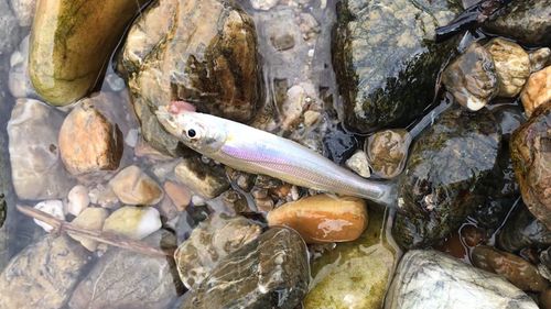 シロギスの釣果