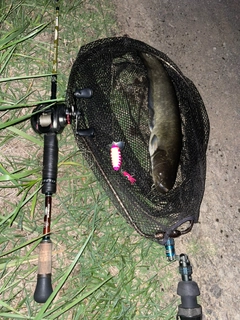 マナマズの釣果
