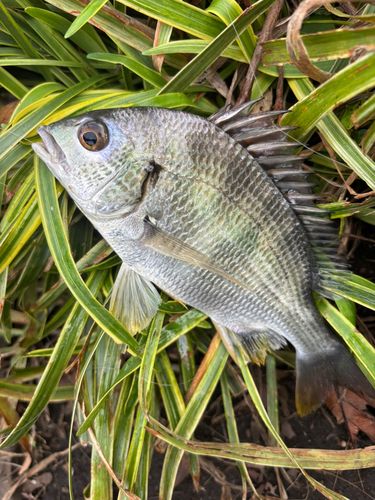 キビレの釣果