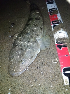 マゴチの釣果