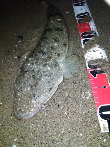 マゴチの釣果