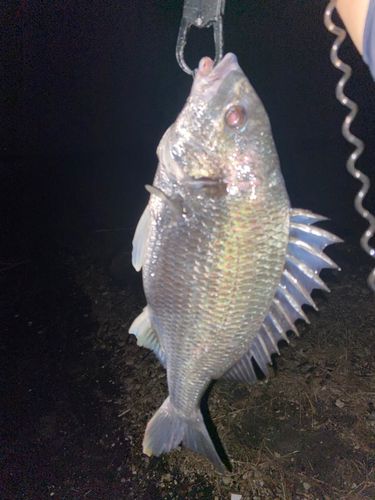 キビレの釣果