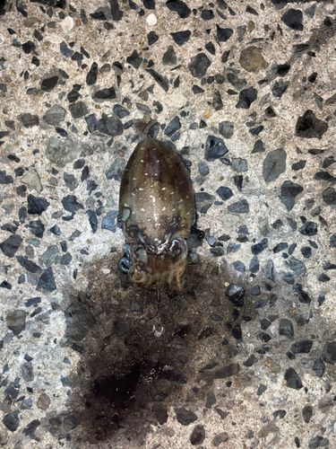 コウイカの釣果