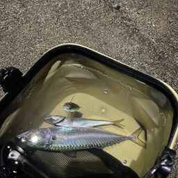 アジ