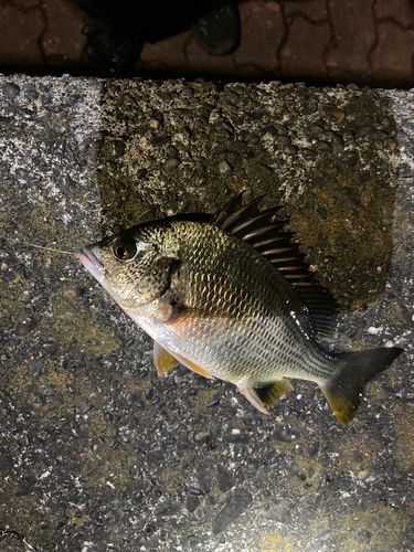 キビレの釣果