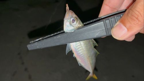 知多湾