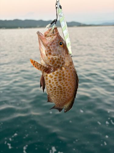 オオモンハタの釣果