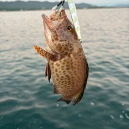 オオモンハタ