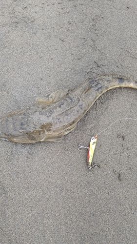 マゴチの釣果