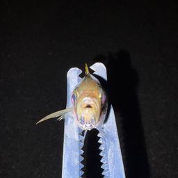 アジ