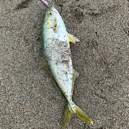 ワカシ