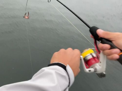 ガザミの釣果