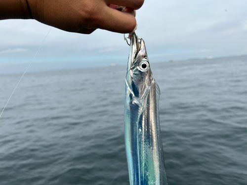 タチウオの釣果