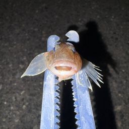 ハゼ