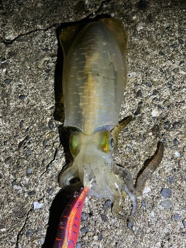 アオリイカの釣果