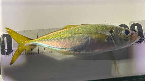 マアジの釣果