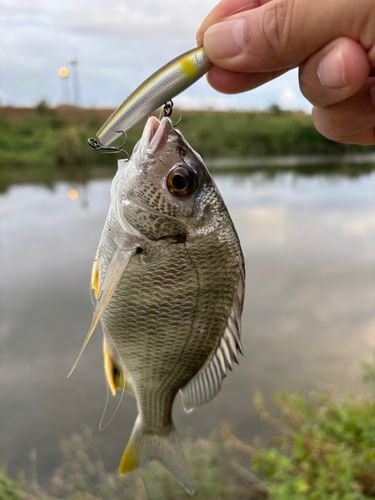 キビレの釣果